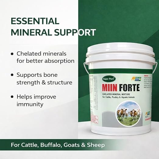 MIIN Forte | Mineral Mixture Powder for Cattle, Buffaloes, Goats & Sheep | Complete Livestock Feed Supplement for Growth, Higher Milk Yield, Strong Bones & Immunity Support - Image 4