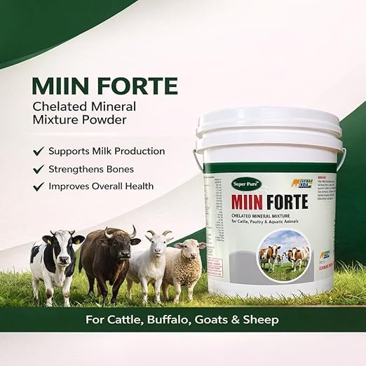 MIIN Forte | Mineral Mixture Powder for Cattle, Buffaloes, Goats & Sheep | Complete Livestock Feed Supplement for Growth, Higher Milk Yield, Strong Bones & Immunity Support - Image 2