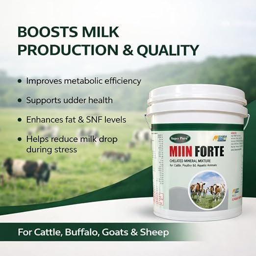 MIIN Forte | Mineral Mixture Powder for Cattle, Buffaloes, Goats & Sheep | Complete Livestock Feed Supplement for Growth, Higher Milk Yield, Strong Bones & Immunity Support - Image 3