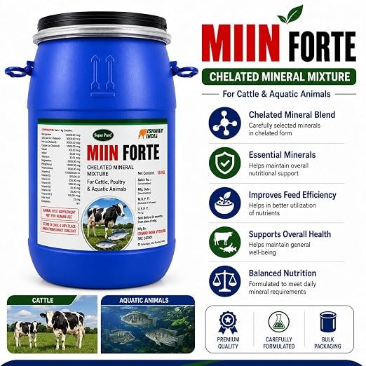 MIIN Forte Mineral Mixture Powder Drum Pack for Cows, Buffaloes, Goats & Sheep | Balanced Livestock Feed Supplement | Supports Growth & Milk Production - Image 4